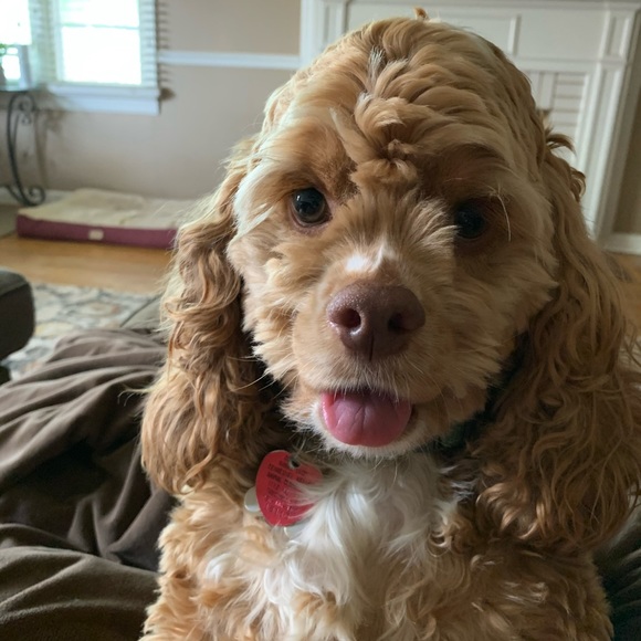 Meet your Posher, Amy - Picture 3 of 4